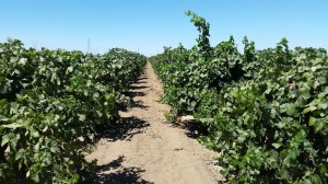 At the Soucie Vineyard, sandy soils and healthy old Zinfandel vines planted by Kevin Soucie's grandfather in 1916. The fruit is now sourced by Layne Montgomery,  owner/winemaker of @m2wines. @Lodi_Wine #LodiNative @alltheswirl @TheZinfandelOrg. 