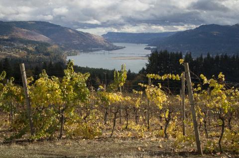 Exploring the Pacific Northwest: Red Wines from Washington State